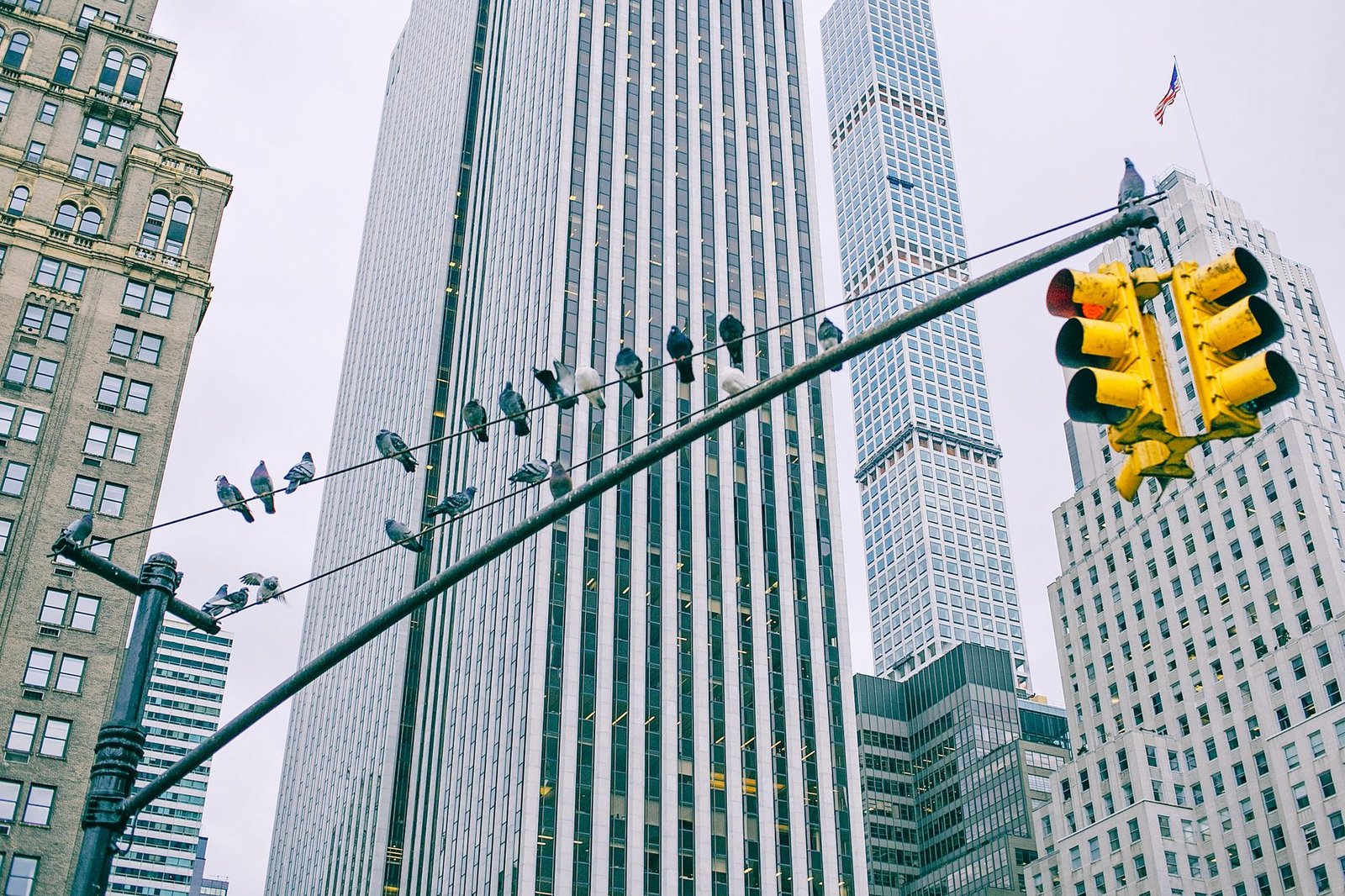 Home Alone 2 New York pigeons winter